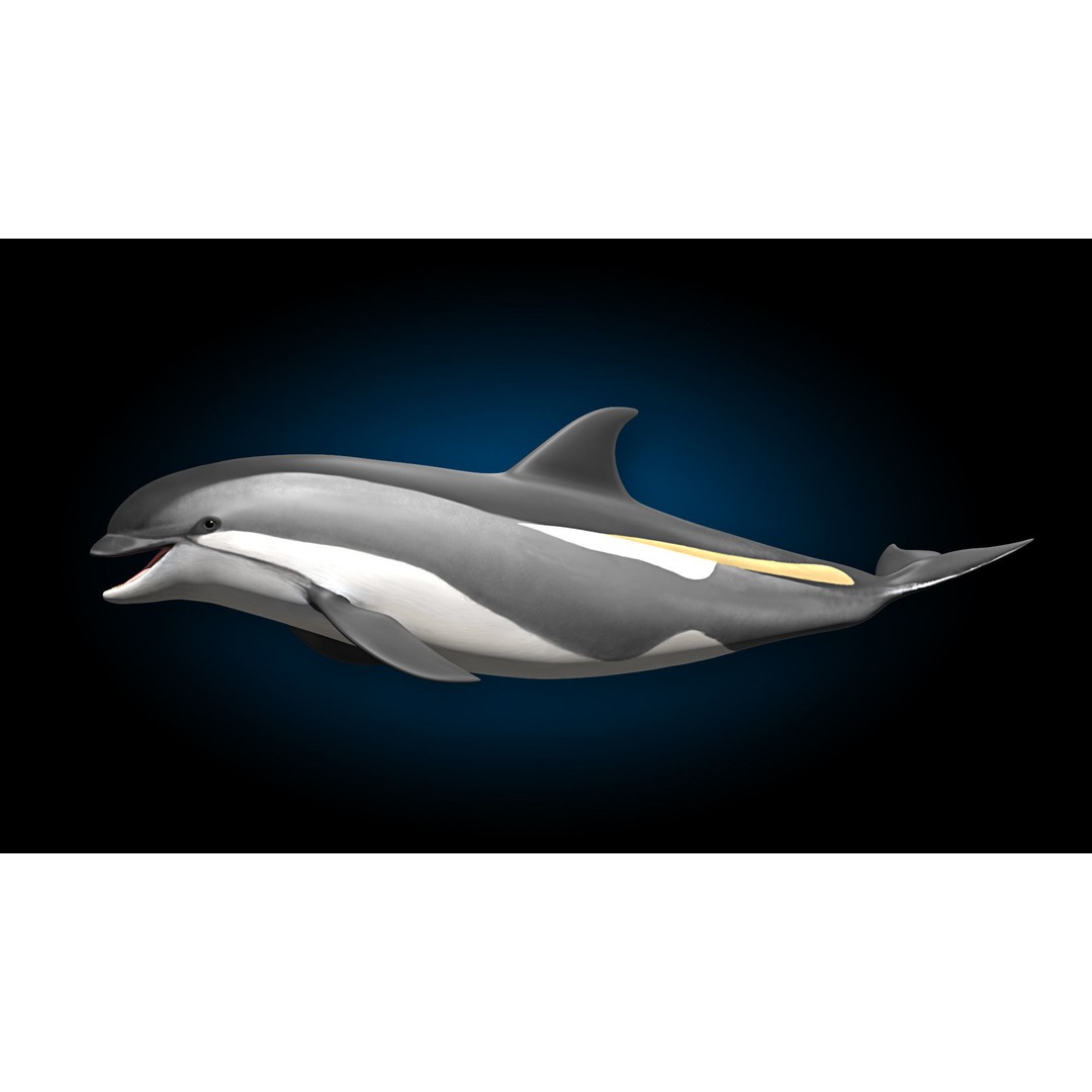Atlantic White-Sided Dolphin 3D Model – Rigged with Animation, FBX, OBJ - View 6