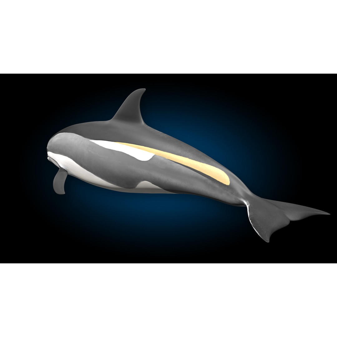 Atlantic White-Sided Dolphin 3D Model – Rigged with Animation, FBX, OBJ - View 7