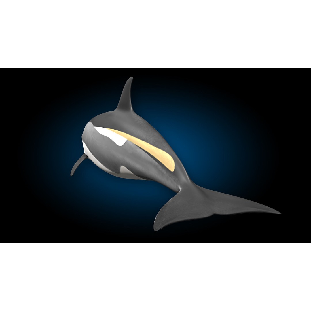 Atlantic White-Sided Dolphin 3D Model – Rigged with Animation, FBX, OBJ - View 8