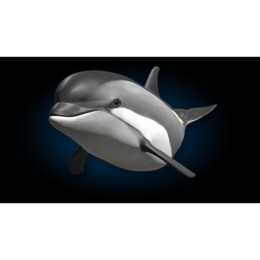 Atlantic White-Sided Dolphin 3D Model – Rigged with Animation, FBX, OBJ - View 9