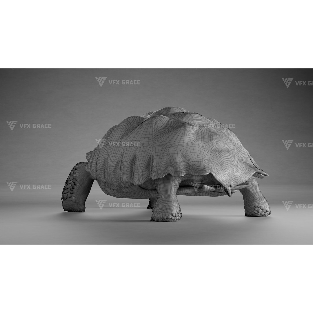 Sulcata Tortoise 3D Model – Rigged with Animation, Blender