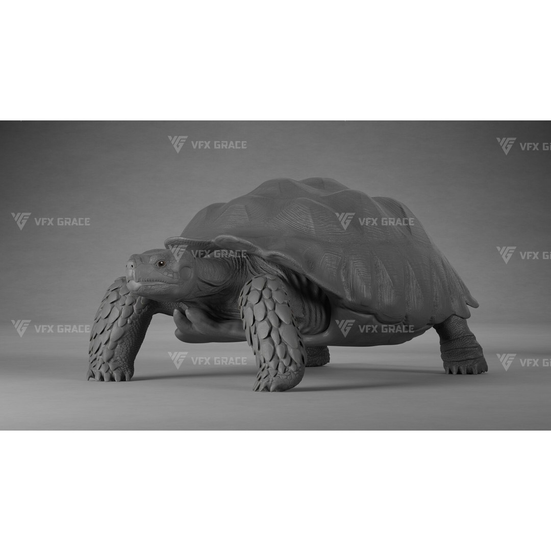 Sulcata Tortoise 3D Model – Rigged with Animation, Blender - View 10