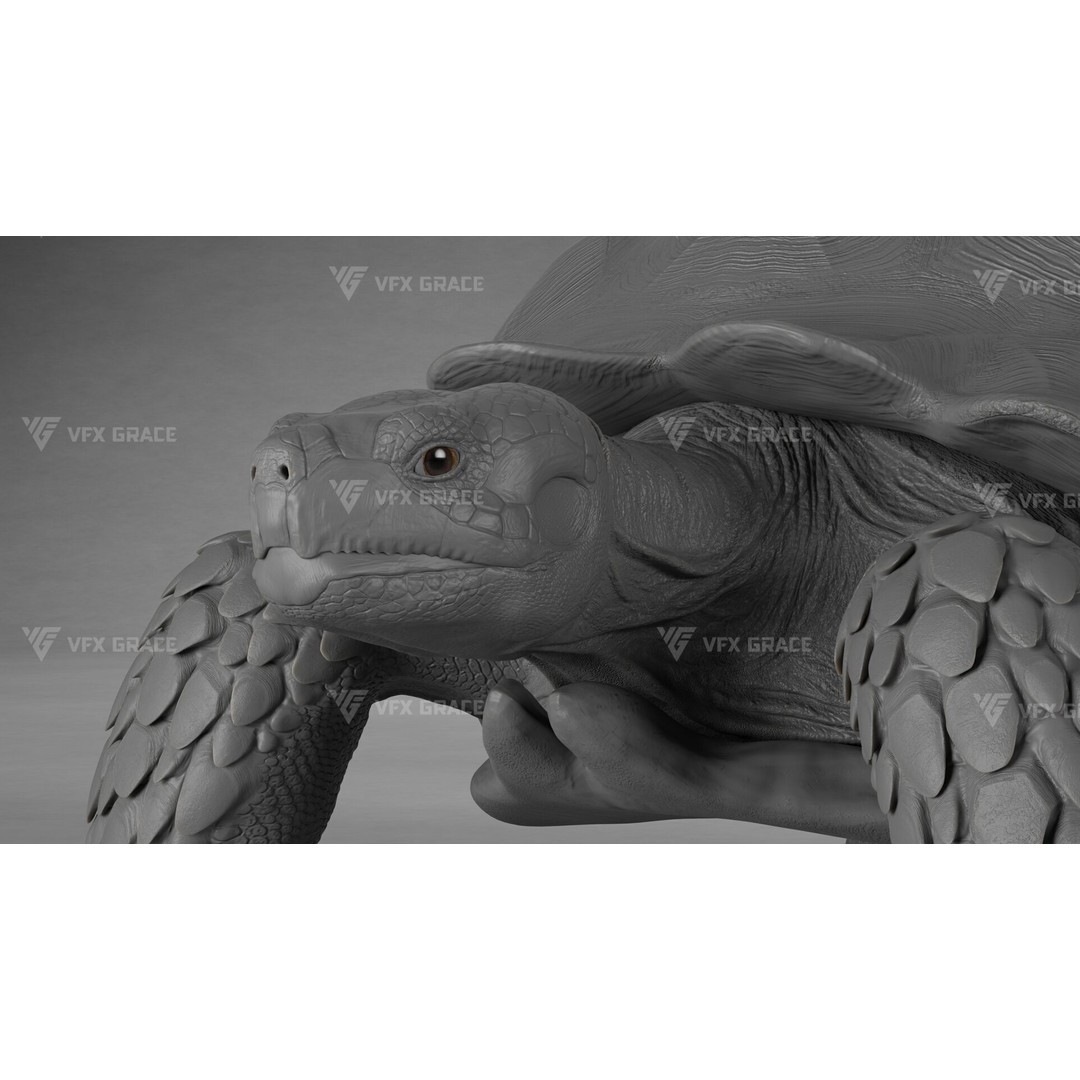 Sulcata Tortoise 3D Model – Rigged with Animation, Blender - View 11