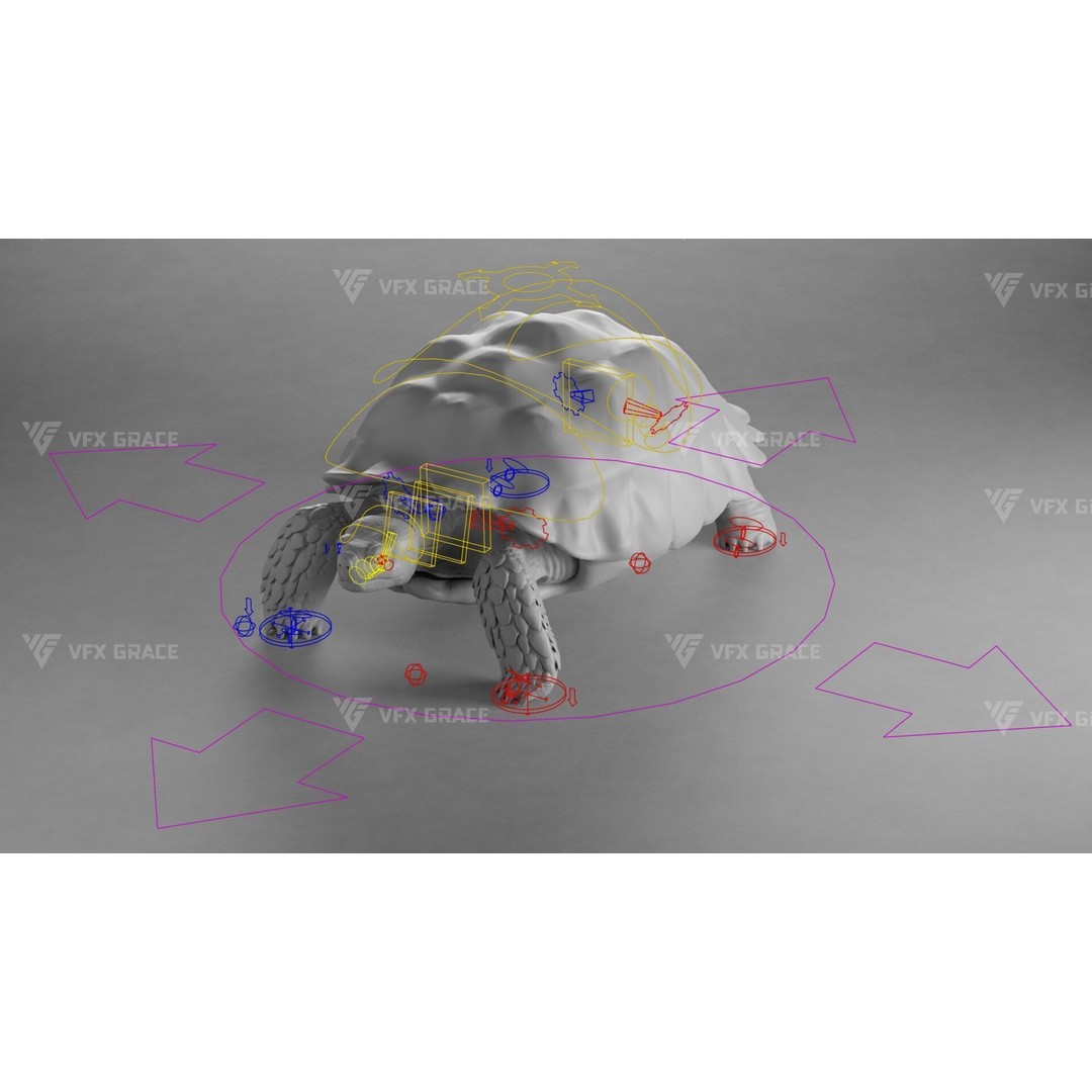 Sulcata Tortoise 3D Model – Rigged with Animation, Blender - View 12