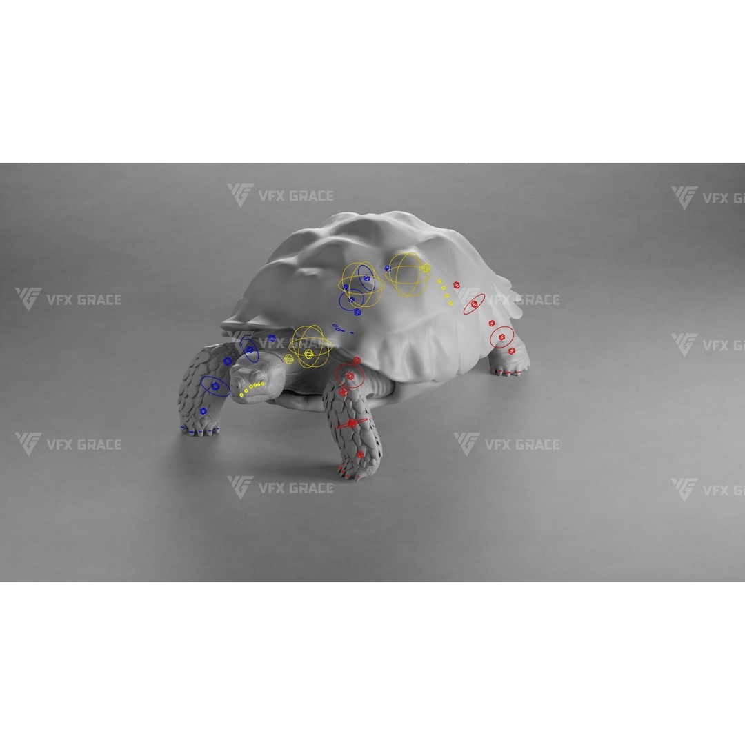 Sulcata Tortoise 3D Model – Rigged with Animation, Blender - View 14