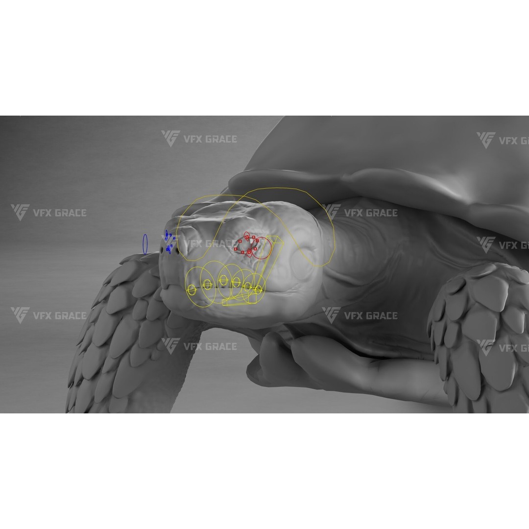 Sulcata Tortoise 3D Model – Rigged with Animation, Blender - View 16