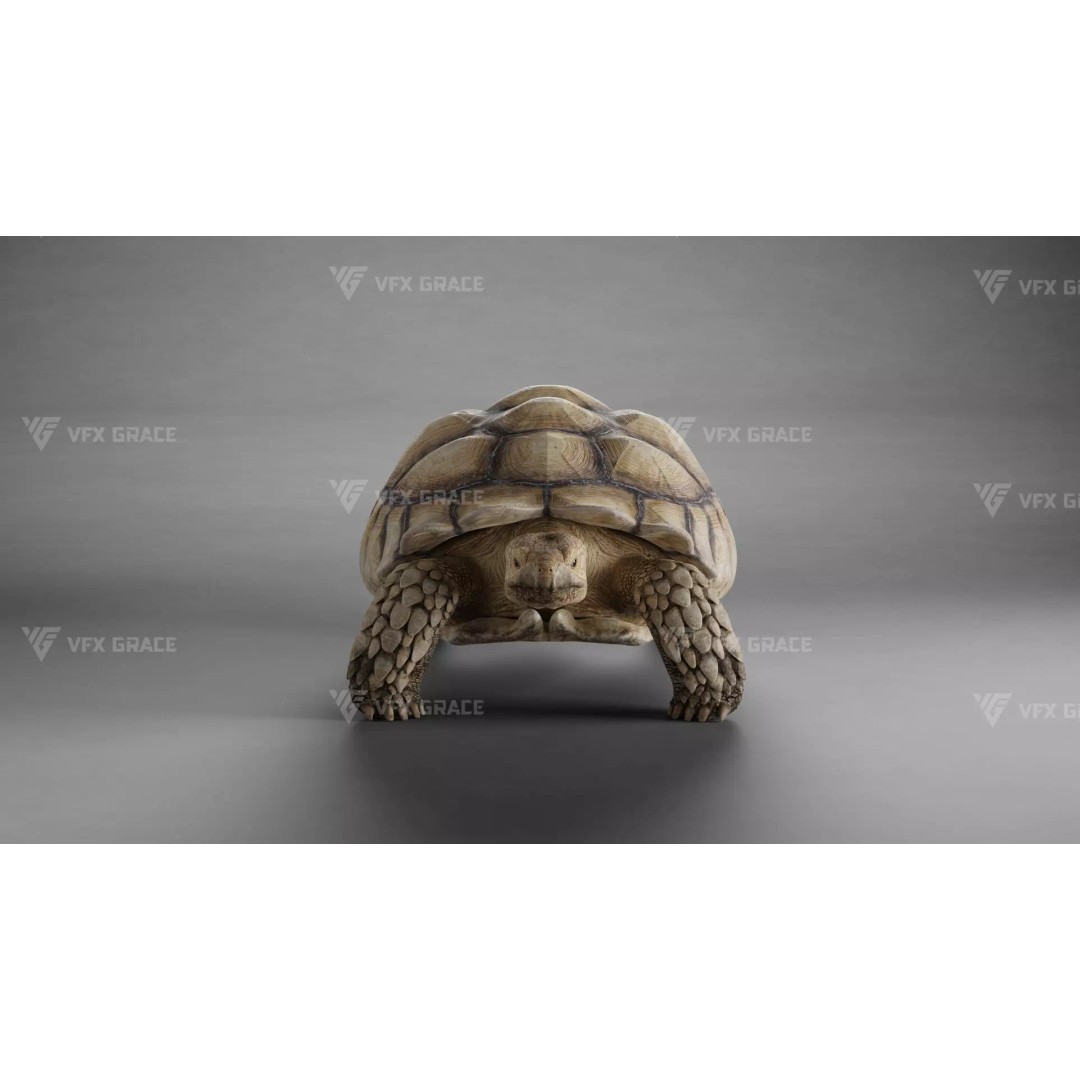 Sulcata Tortoise 3D Model – Rigged with Animation, Blender - View 2