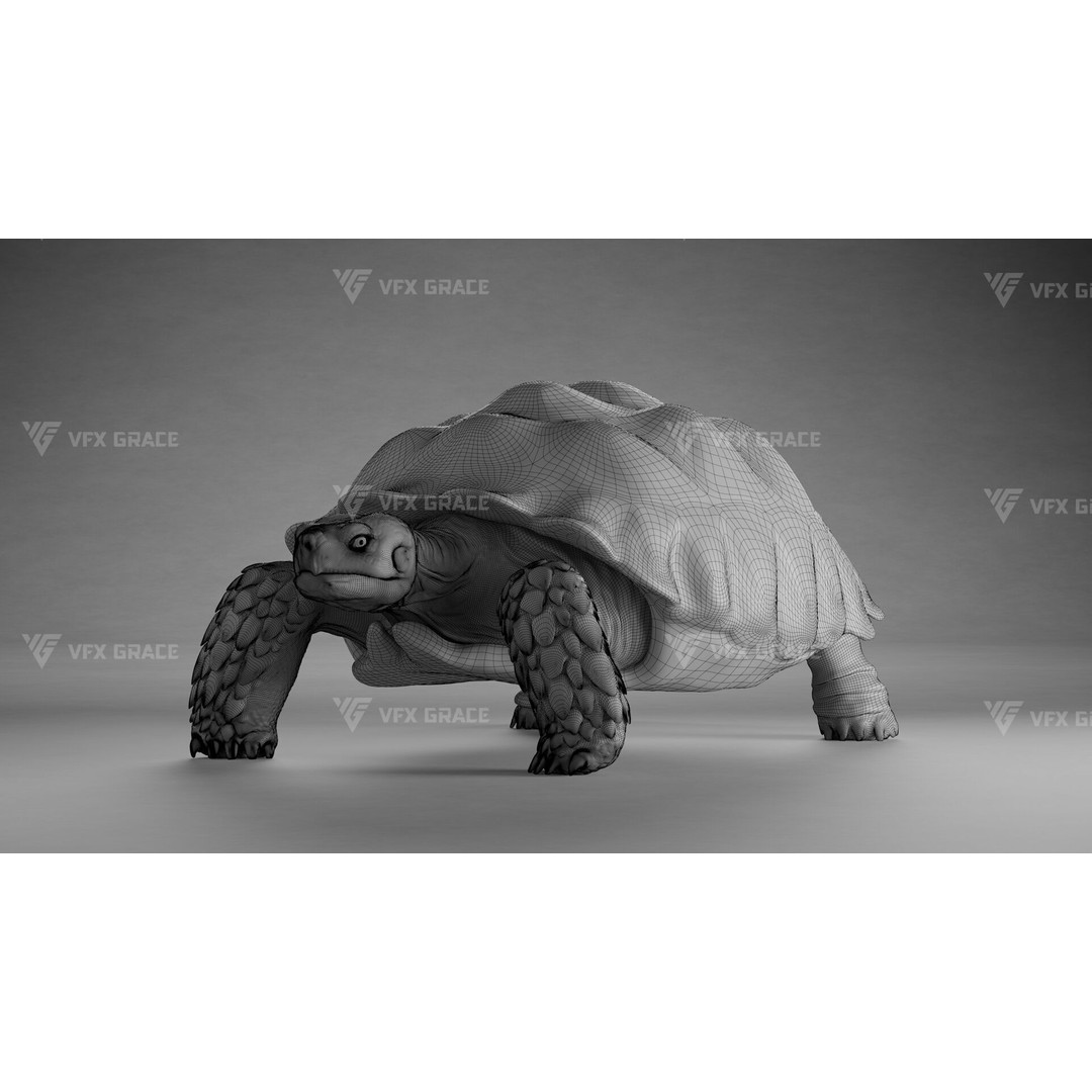 Sulcata Tortoise 3D Model – Rigged with Animation, Blender - View 22