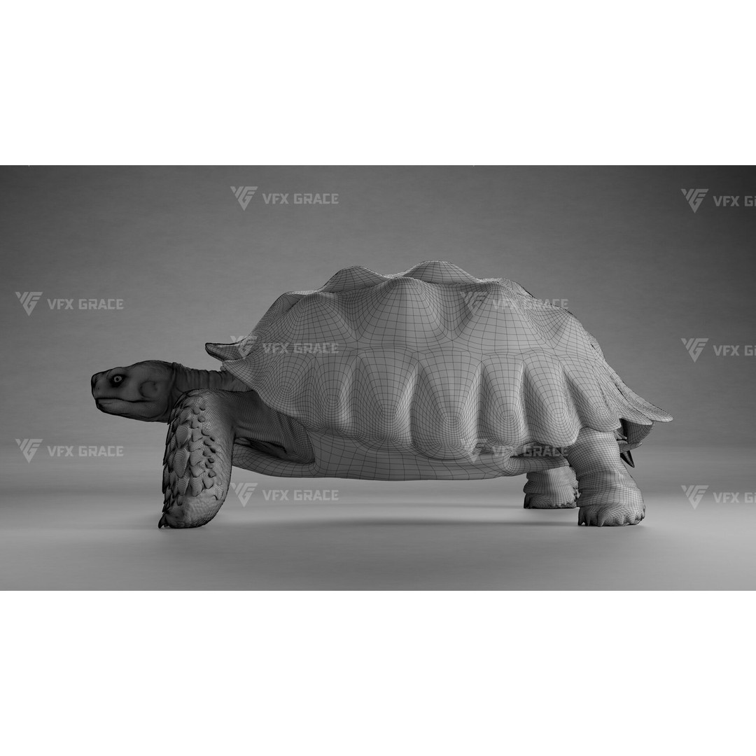 Sulcata Tortoise 3D Model – Rigged with Animation, Blender - View 23