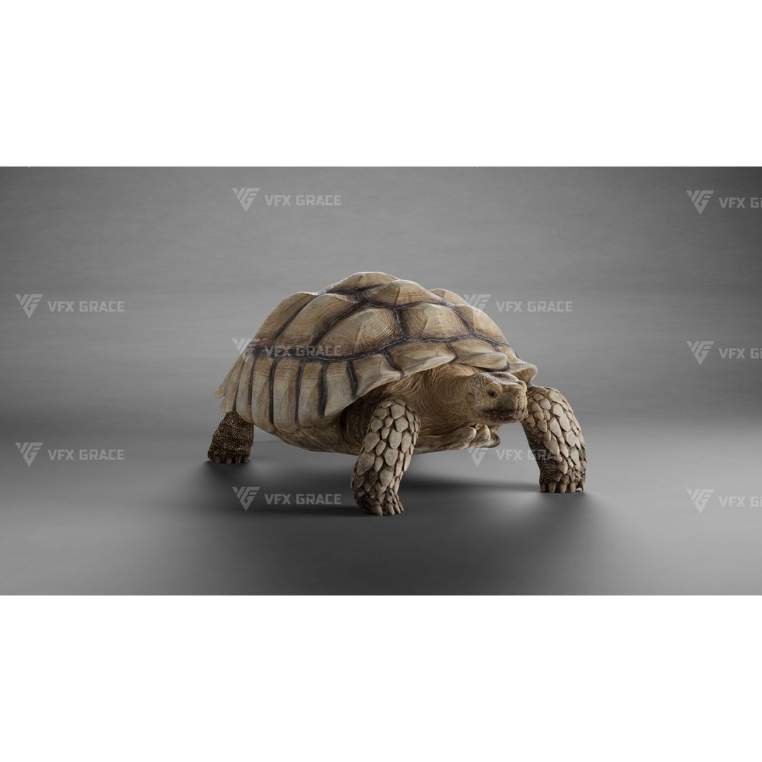 Sulcata Tortoise 3D Model – Rigged with Animation, Blender - View 3