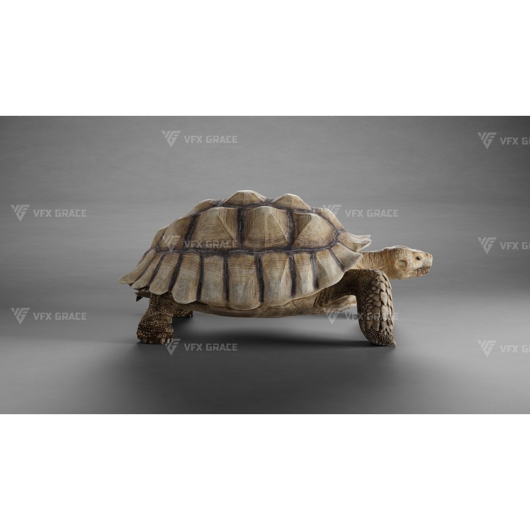 Sulcata Tortoise 3D Model – Rigged with Animation, Blender - View 4