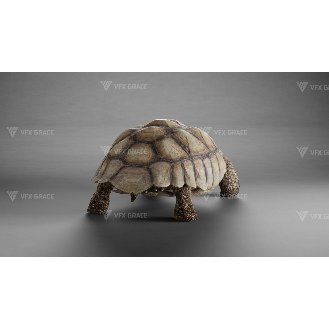 Sulcata Tortoise 3D Model – Rigged with Animation, Blender - View 5