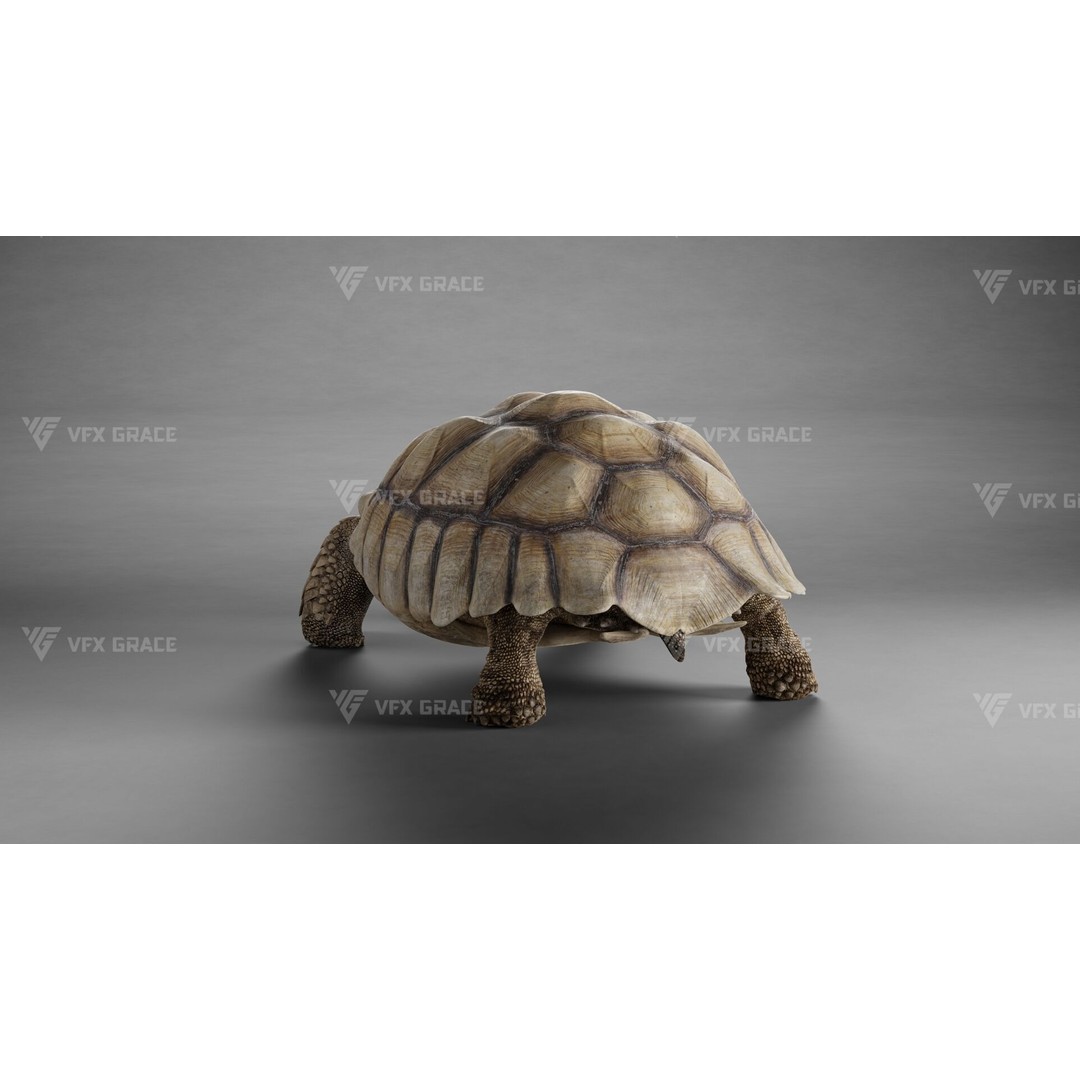 Sulcata Tortoise 3D Model – Rigged with Animation, Blender - View 6