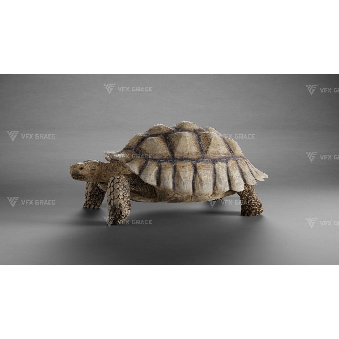 Sulcata Tortoise 3D Model – Rigged with Animation, Blender - View 7