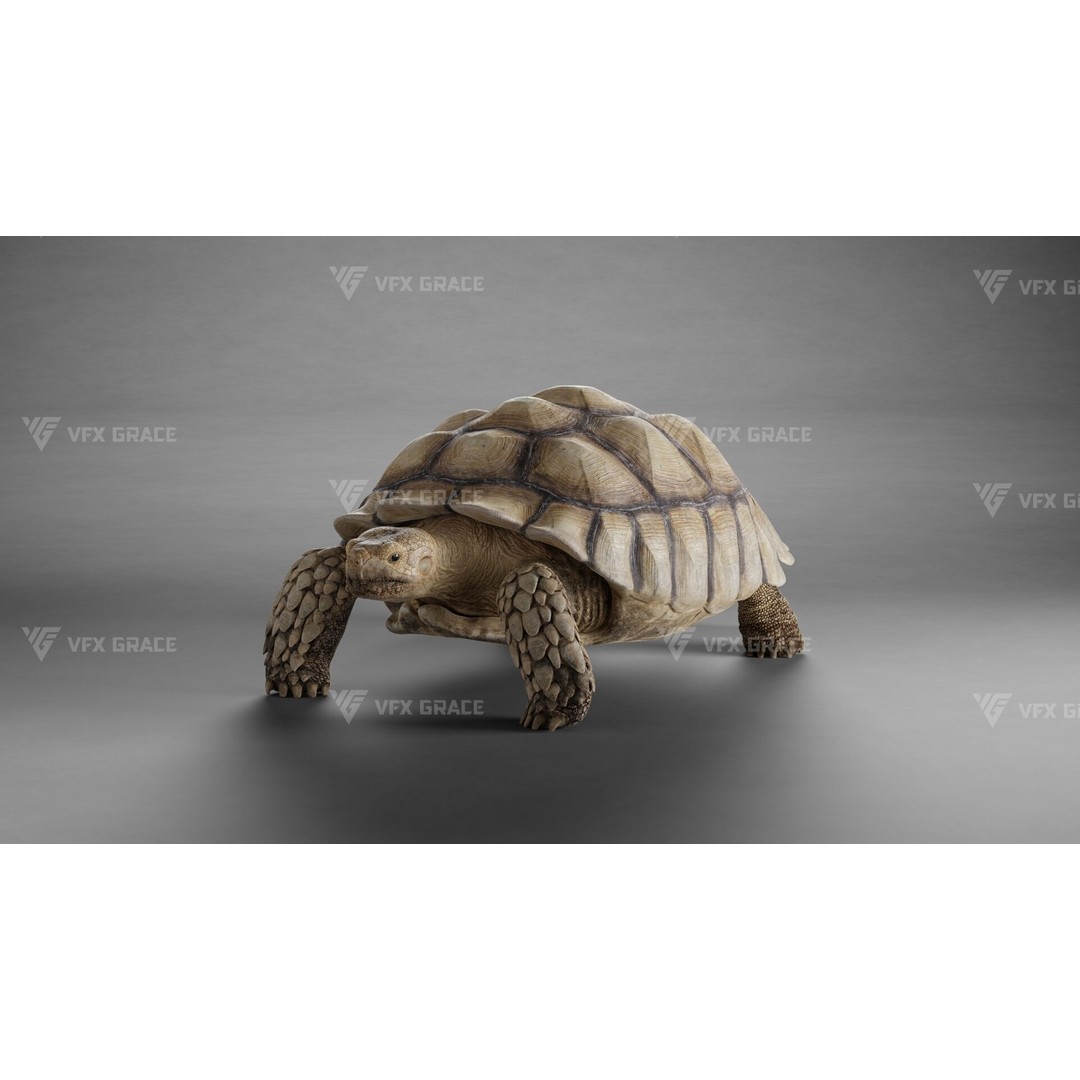 Sulcata Tortoise 3D Model – Rigged with Animation, Blender - View 8