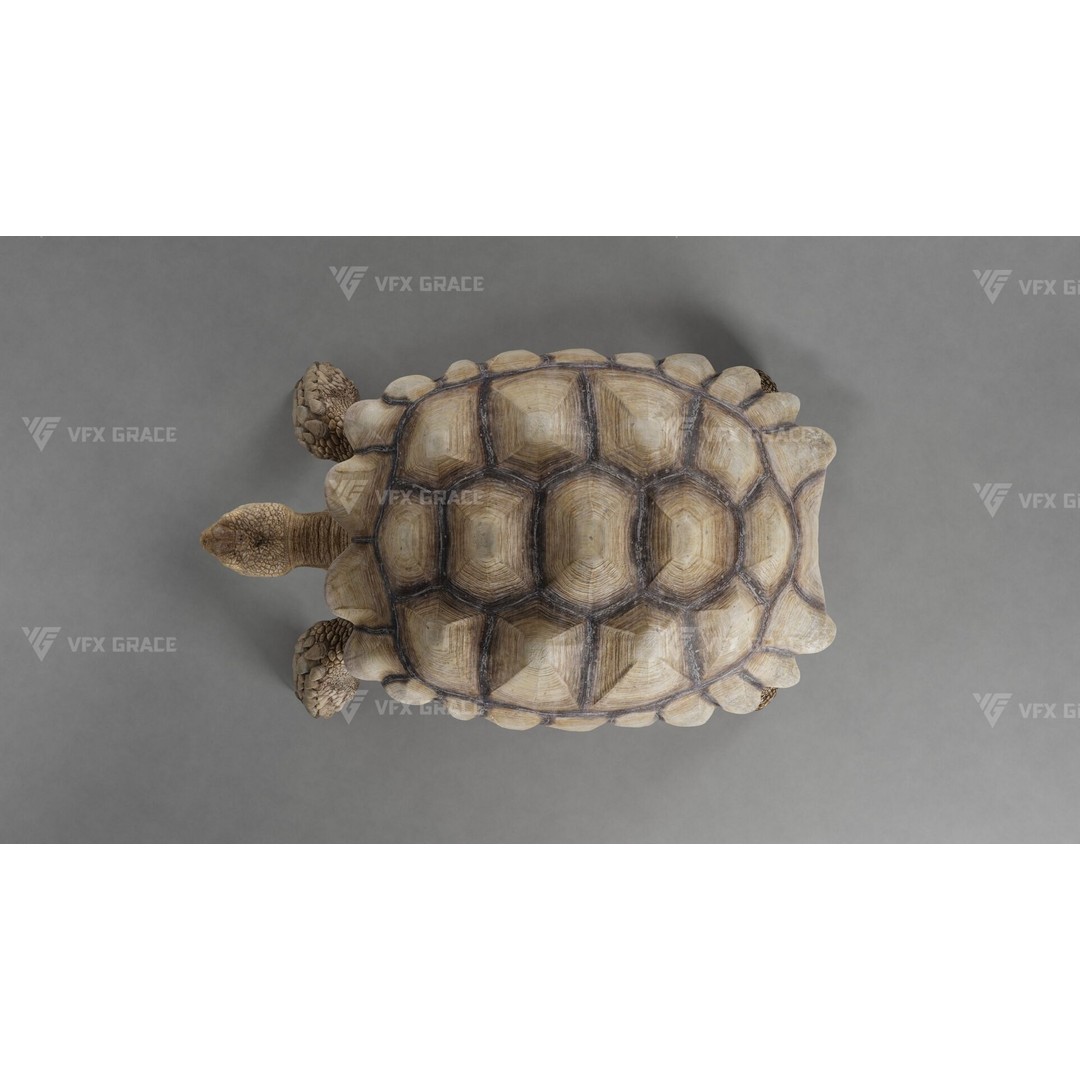 Sulcata Tortoise 3D Model – Rigged with Animation, Blender - View 9