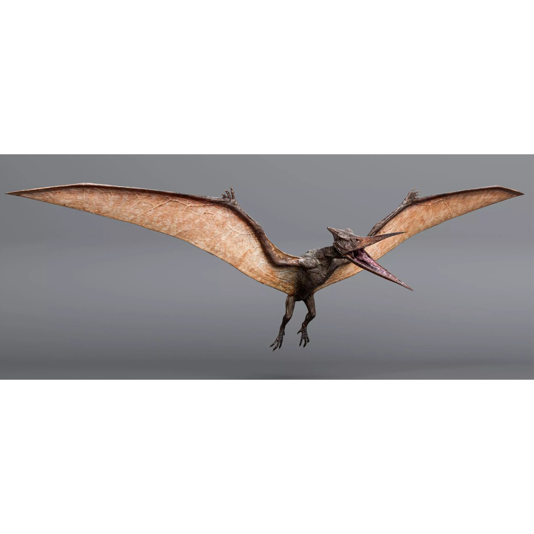 Pteranodon 3D Model – Low Poly Rigged Dinosaur, FBX & Blender - View 2