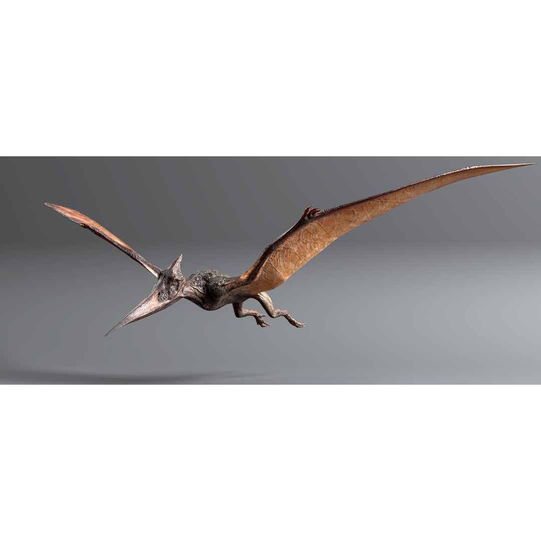 Pteranodon 3D Model – Low Poly Rigged Dinosaur, FBX & Blender - View 3