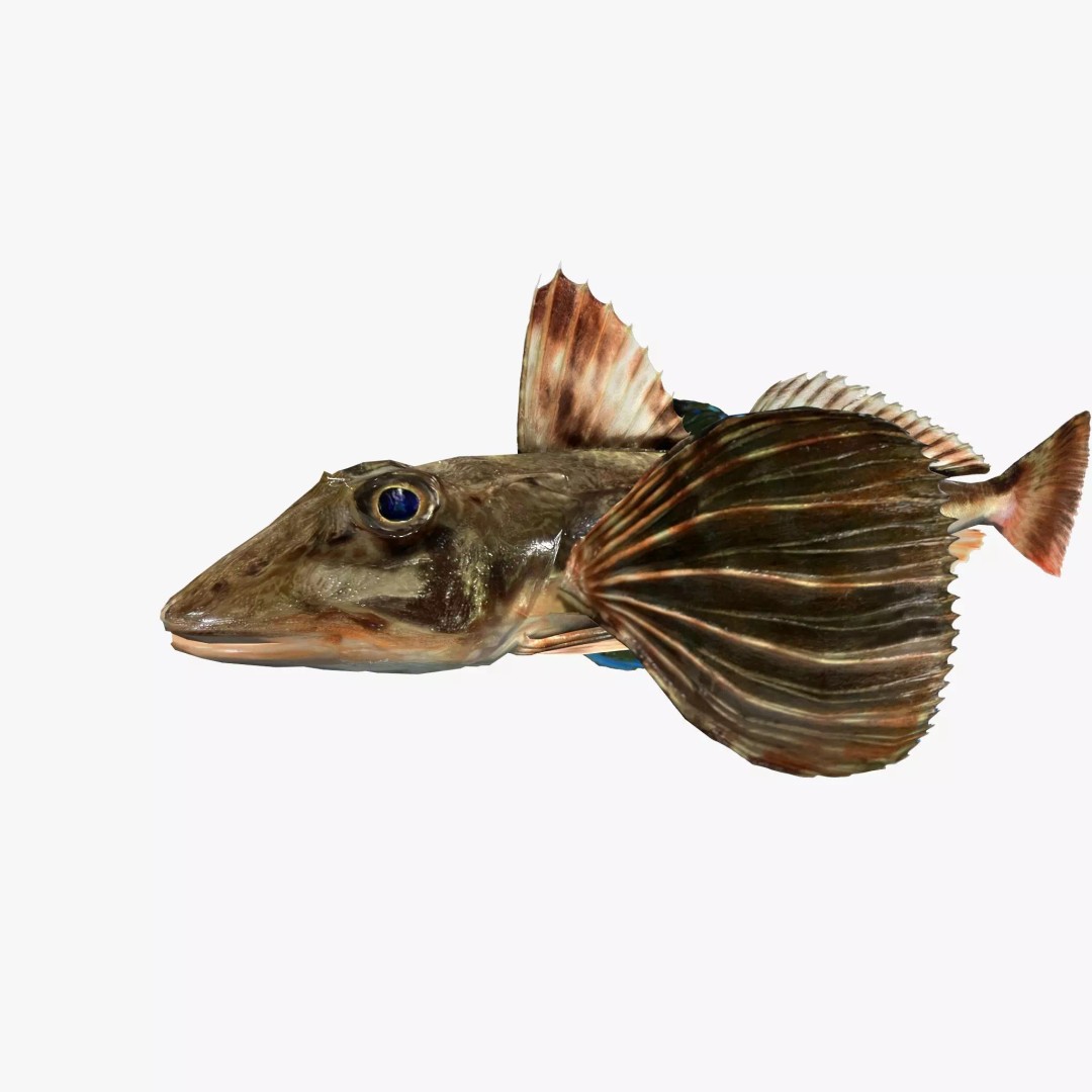 Bluefin Sea Robin 3D Model – Low Poly Game Asset, FBX & Blender - View 2