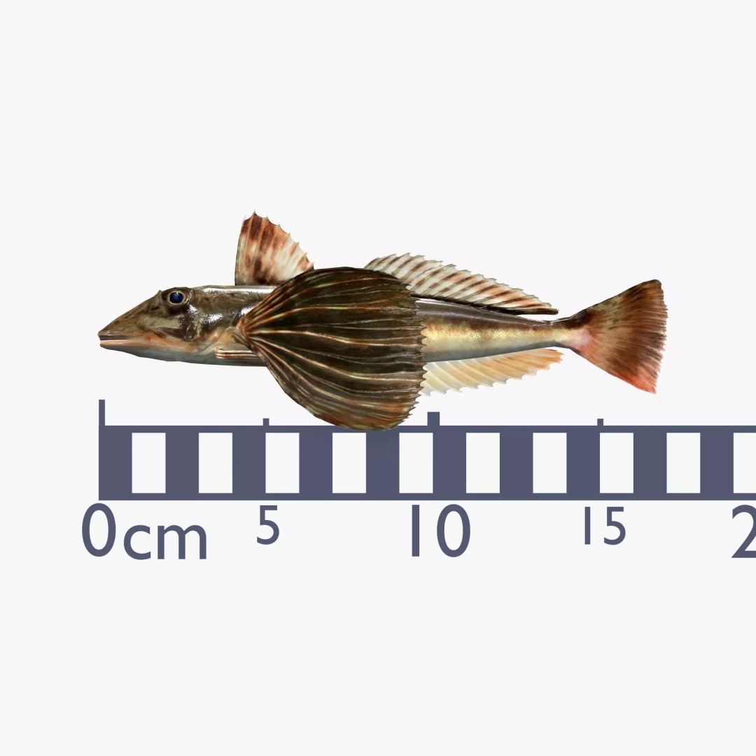 Bluefin Sea Robin 3D Model – Low Poly Game Asset, FBX & Blender - View 3