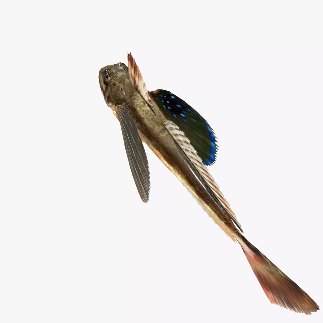 Bluefin Sea Robin 3D Model – Low Poly Game Asset, FBX & Blender - View 4
