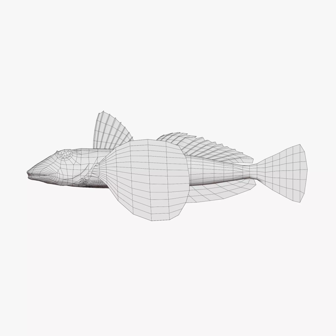 Bluefin Sea Robin 3D Model – Low Poly Game Asset, FBX & Blender - View 6