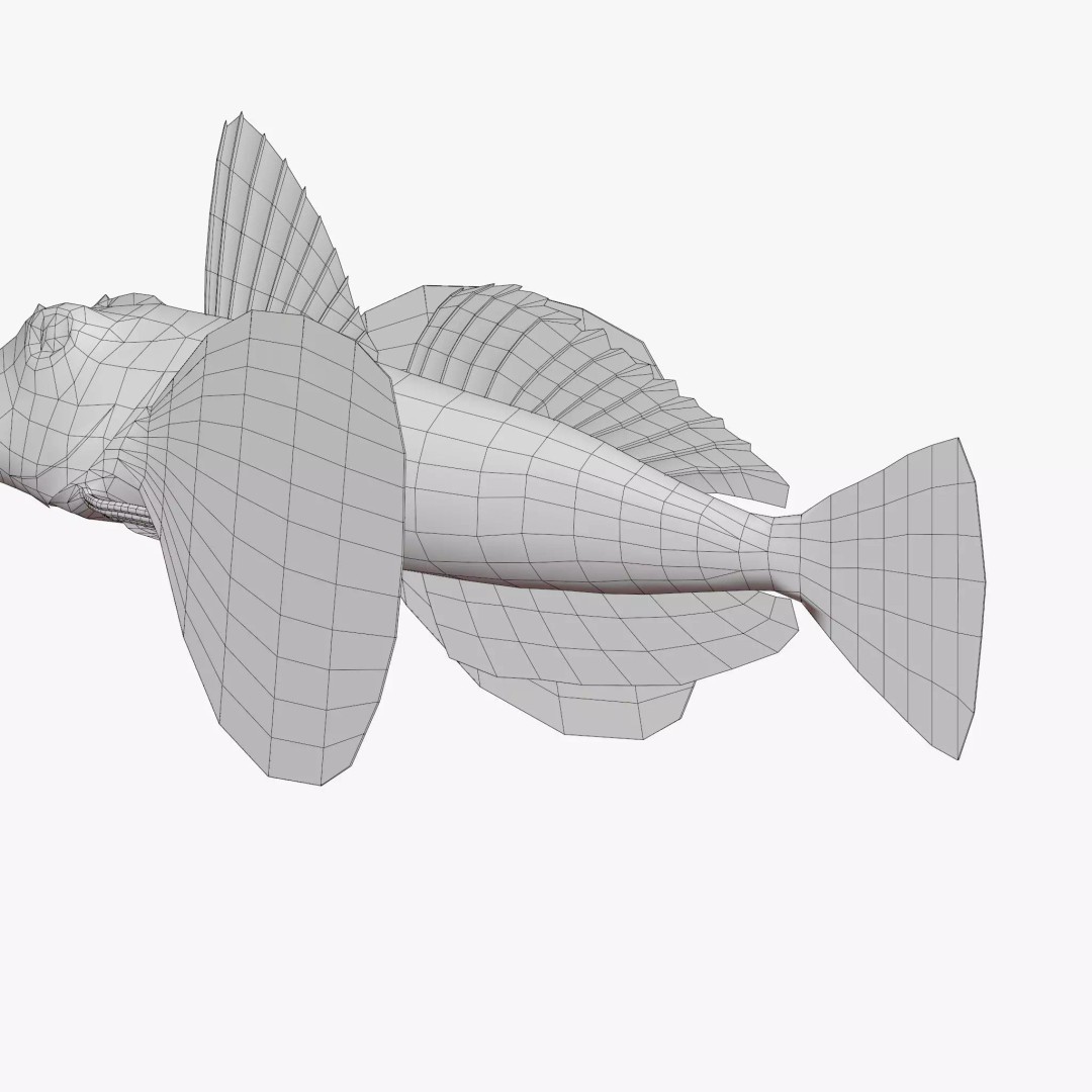 Bluefin Sea Robin 3D Model – Low Poly Game Asset, FBX & Blender - View 8