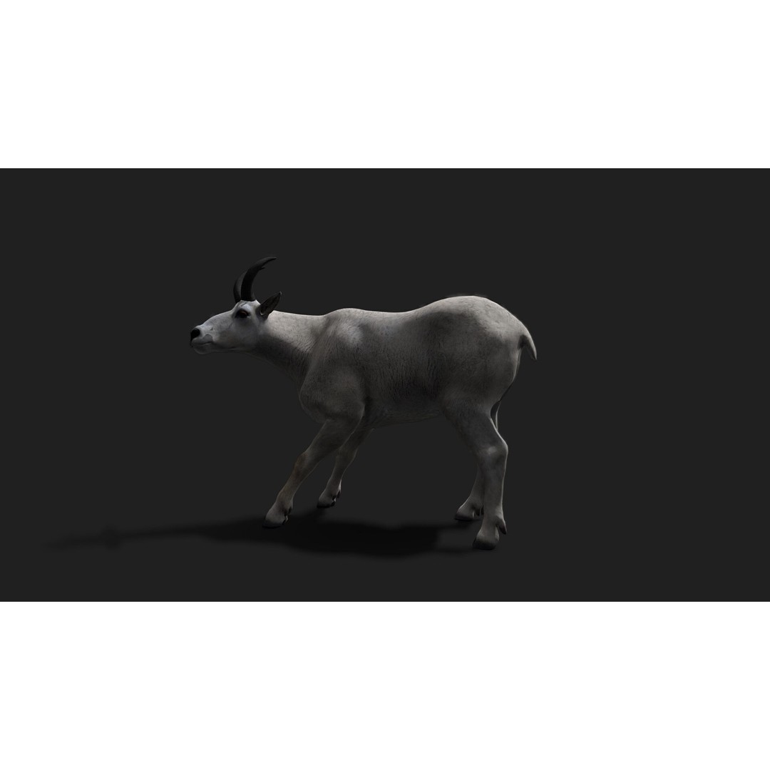 Mountain Goat 3D Model – Realistic Low-Poly Rigged Asset, FBX, Blender - View 3