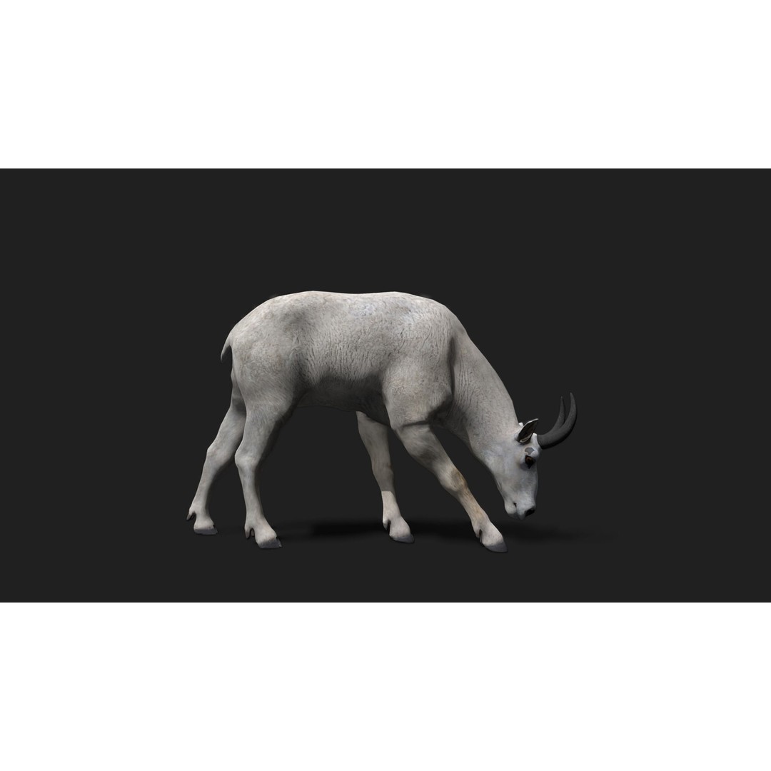 Mountain Goat 3D Model – Realistic Low-Poly Rigged Asset, FBX, Blender - View 4