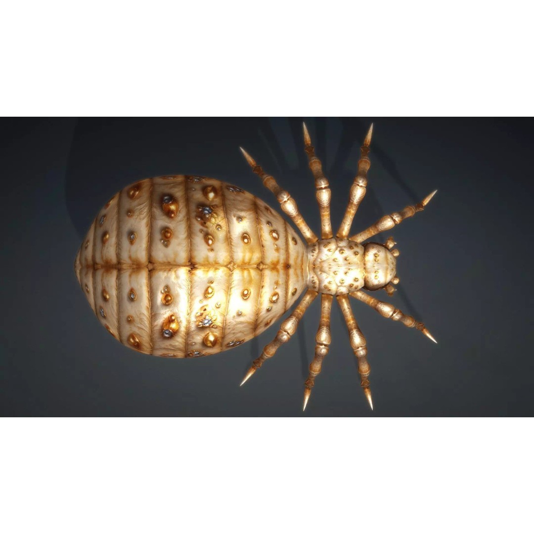 Spider 3D Model – Low Poly Animated Insect, FBX, PBR Textures - View 14