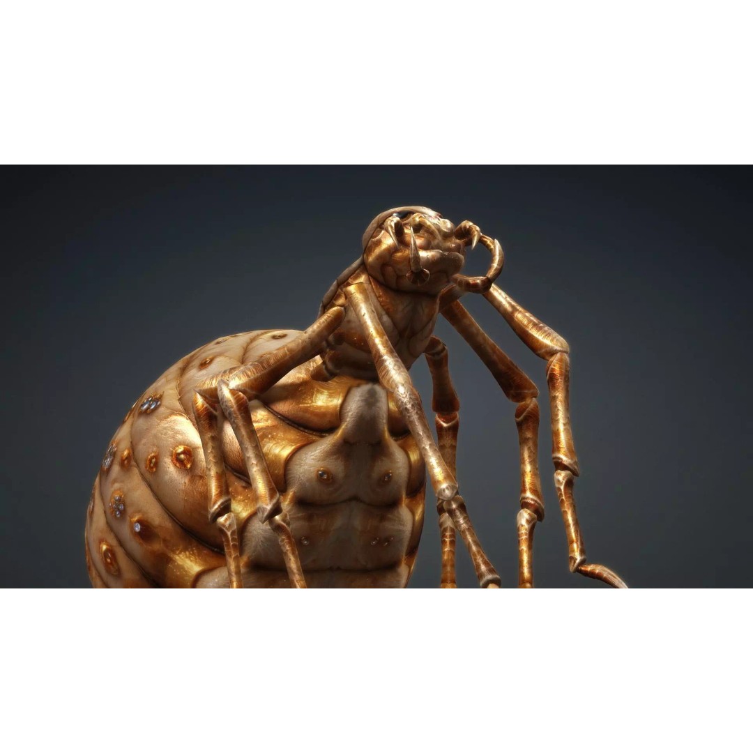 Spider 3D Model – Low Poly Animated Insect, FBX, PBR Textures - View 5