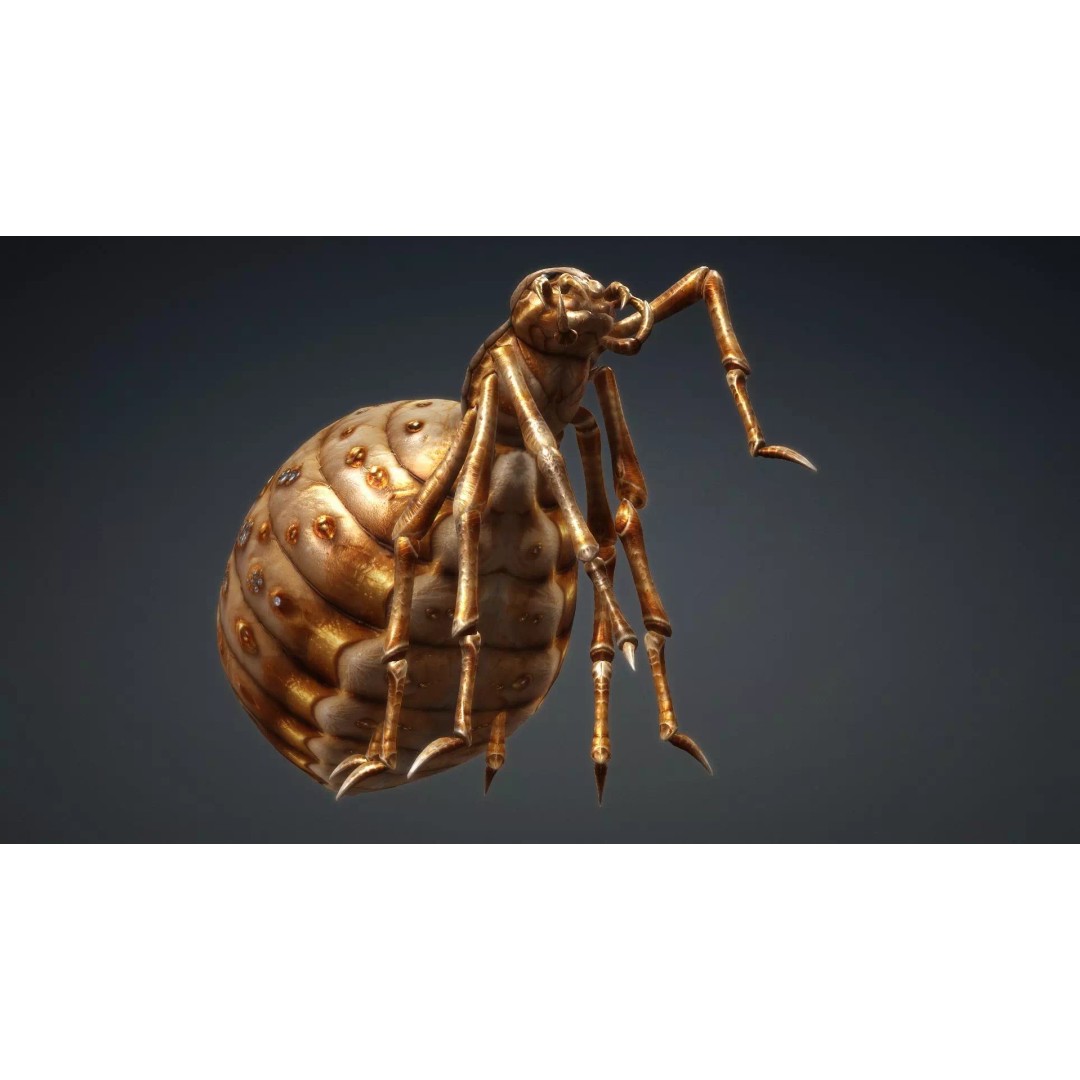 Spider 3D Model – Low Poly Animated Insect, FBX, PBR Textures - View 6