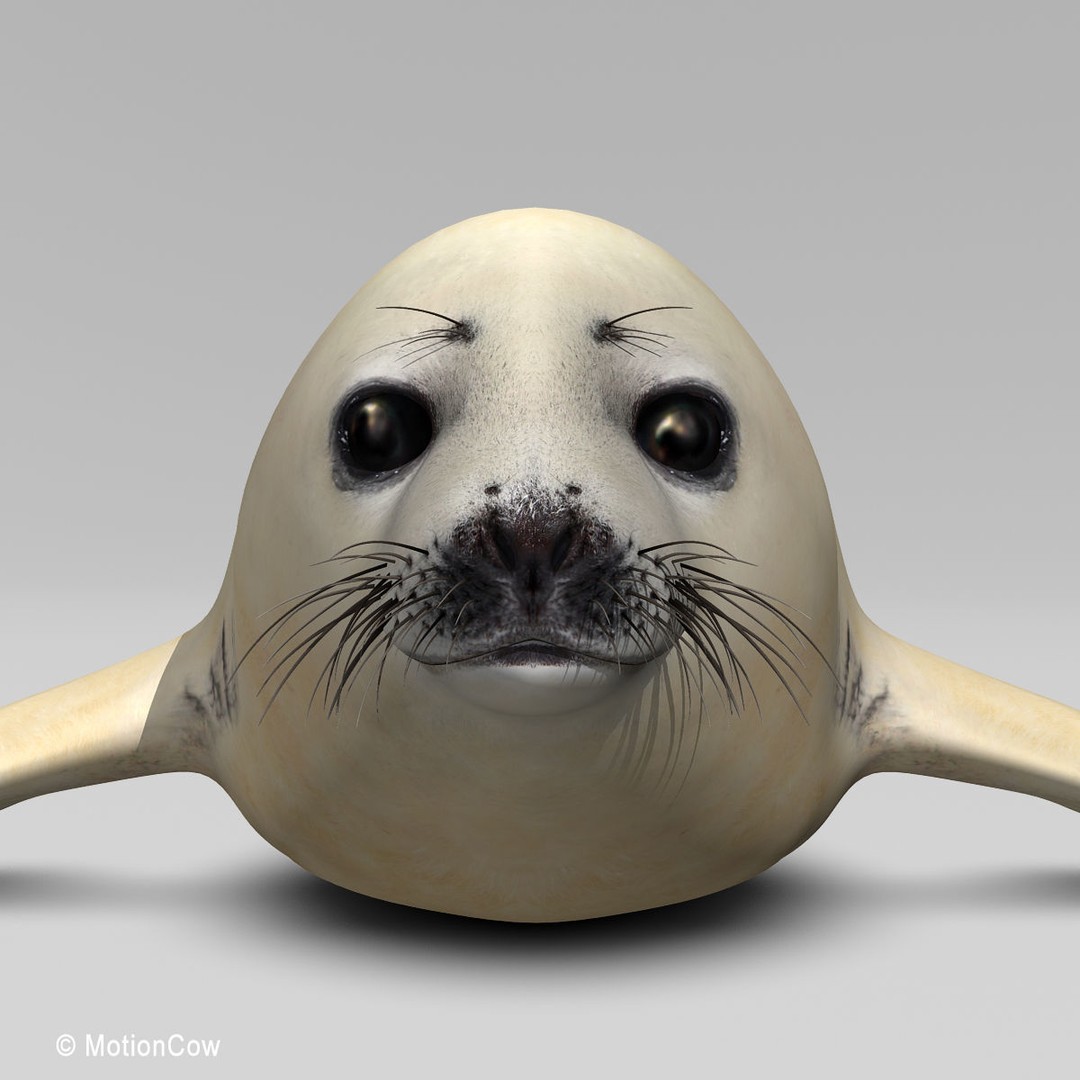 Harp Seal Pup 3D Model – Realistic Rigged Character, FBX - View 10