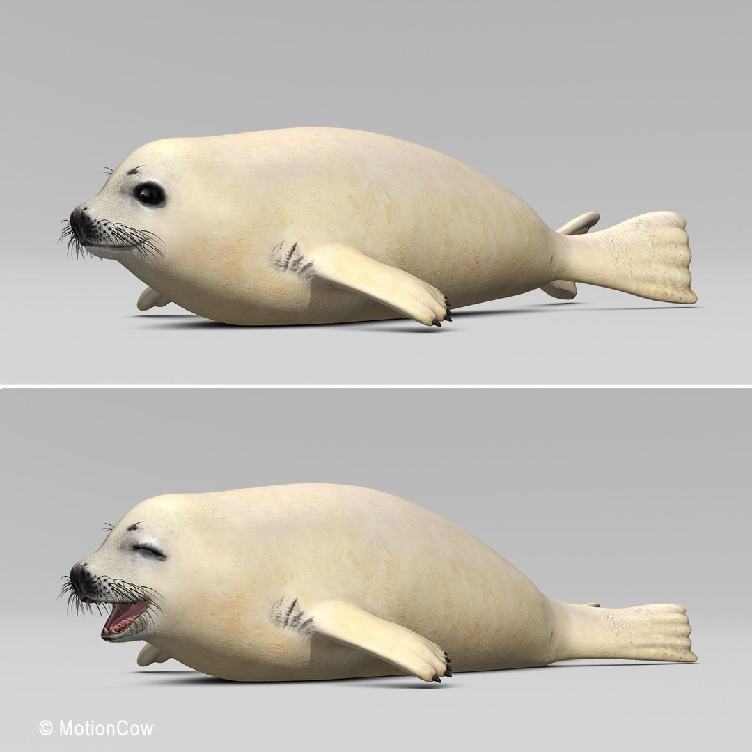Harp Seal Pup 3D Model – Realistic Rigged Character, FBX - View 12