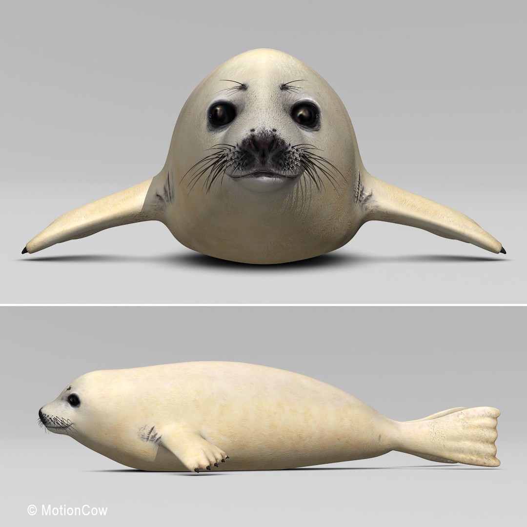 Harp Seal Pup 3D Model – Realistic Rigged Character, FBX - View 13