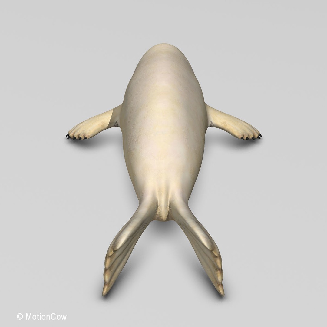 Harp Seal Pup 3D Model – Realistic Rigged Character, FBX - View 14