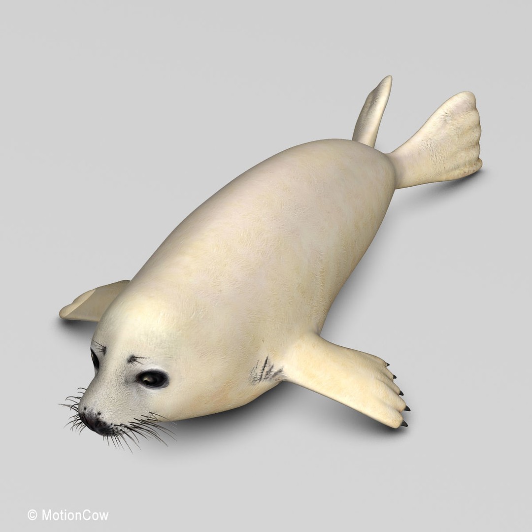 Harp Seal Pup 3D Model – Realistic Rigged Character, FBX - View 15