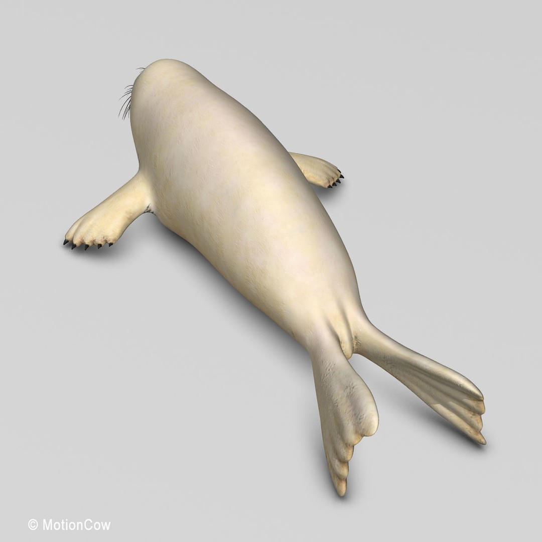 Harp Seal Pup 3D Model – Realistic Rigged Character, FBX - View 16