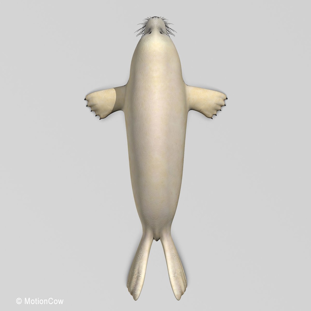 Harp Seal Pup 3D Model – Realistic Rigged Character, FBX - View 17