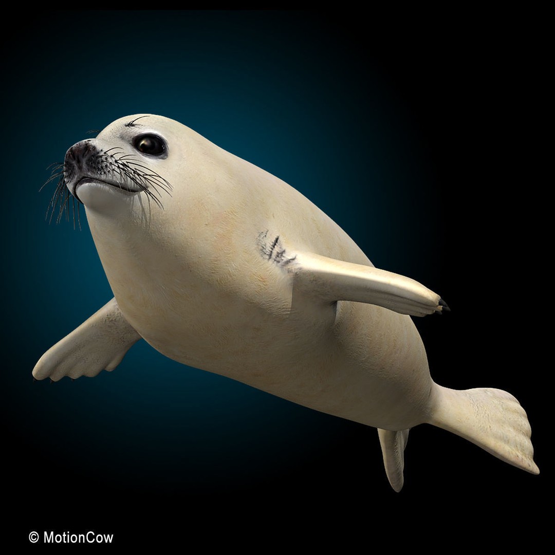 Harp Seal Pup 3D Model – Realistic Rigged Character, FBX - View 18