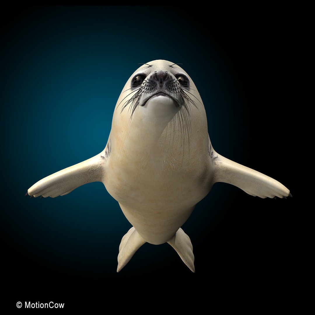 Harp Seal Pup 3D Model – Realistic Rigged Character, FBX - View 19