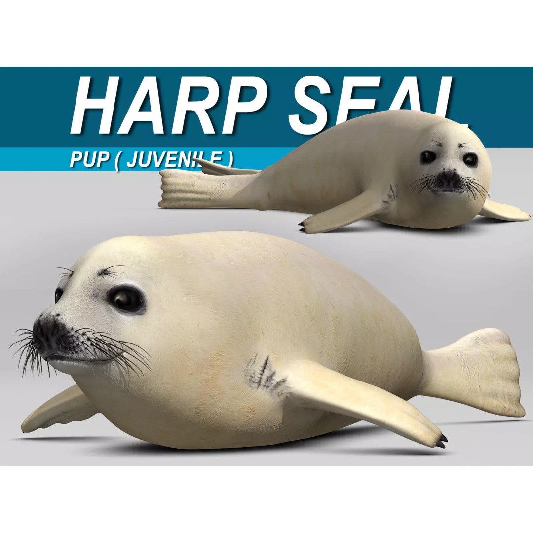 Harp Seal Pup 3D Model – Realistic Rigged Character, FBX - View 2