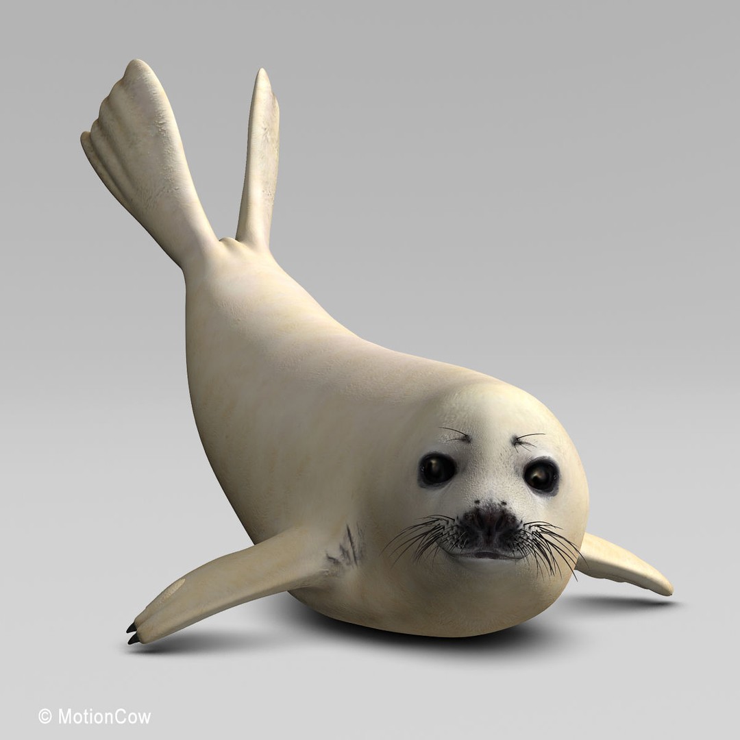 Harp Seal Pup 3D Model – Realistic Rigged Character, FBX - View 21