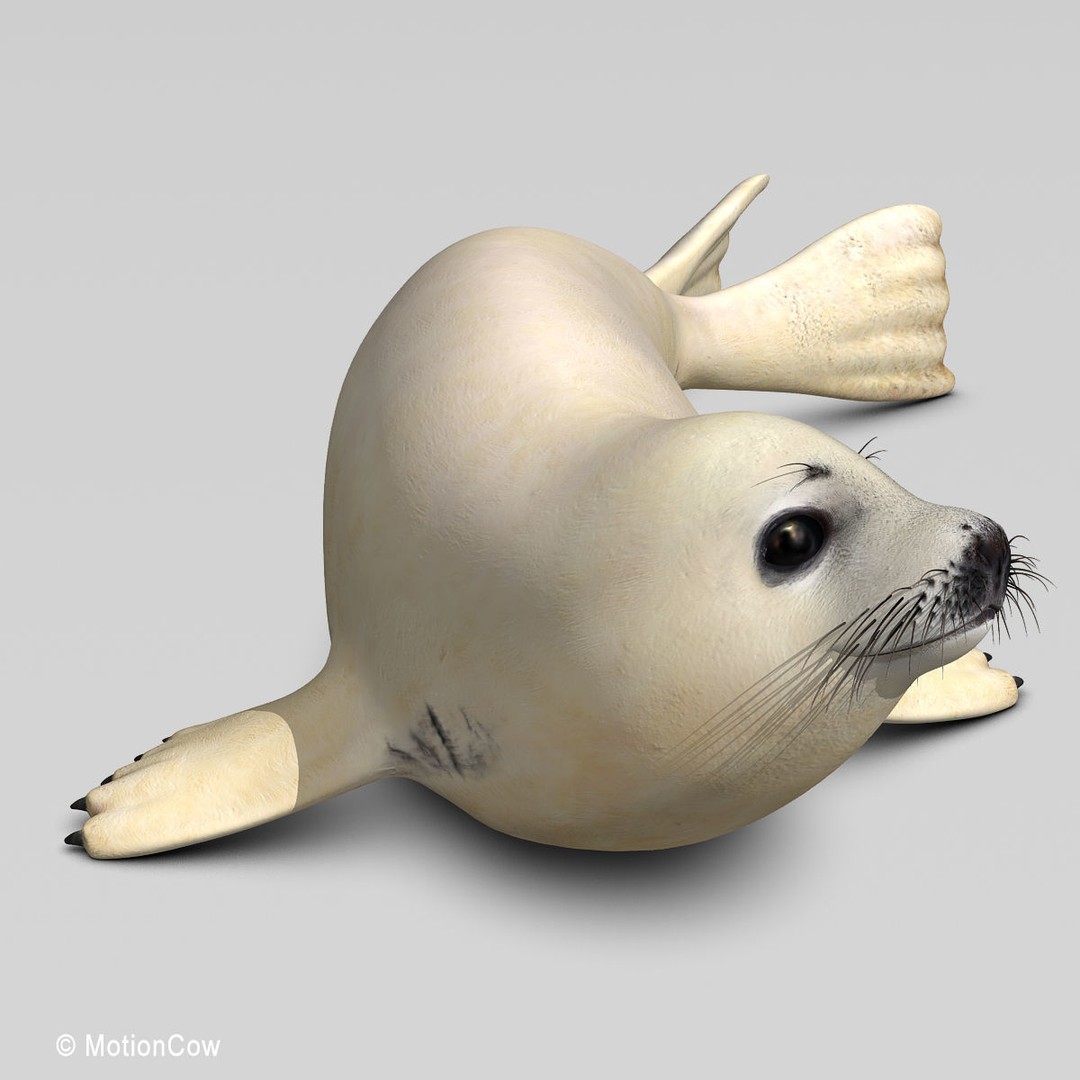 Harp Seal Pup 3D Model – Realistic Rigged Character, FBX - View 22