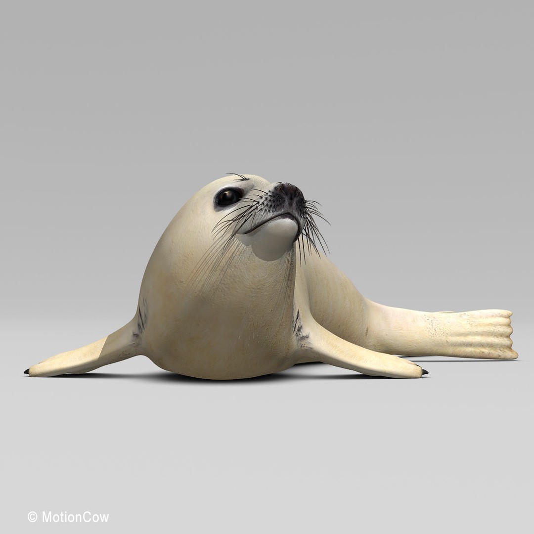 Harp Seal Pup 3D Model – Realistic Rigged Character, FBX - View 23