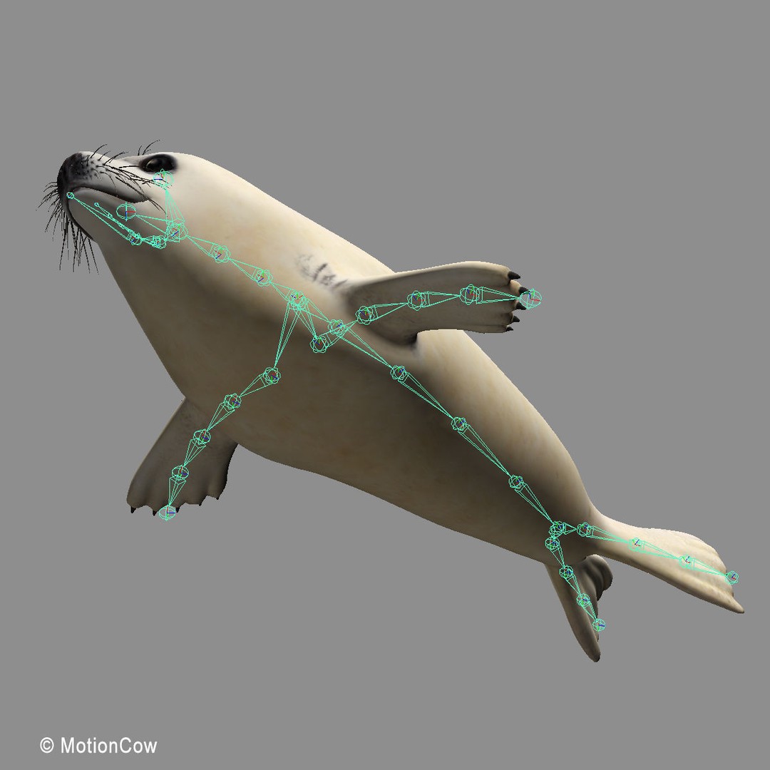 Harp Seal Pup 3D Model – Realistic Rigged Character, FBX - View 24