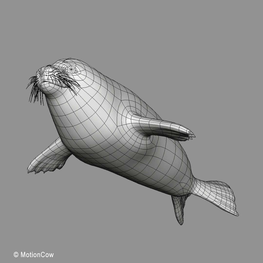 Harp Seal Pup 3D Model – Realistic Rigged Character, FBX - View 25
