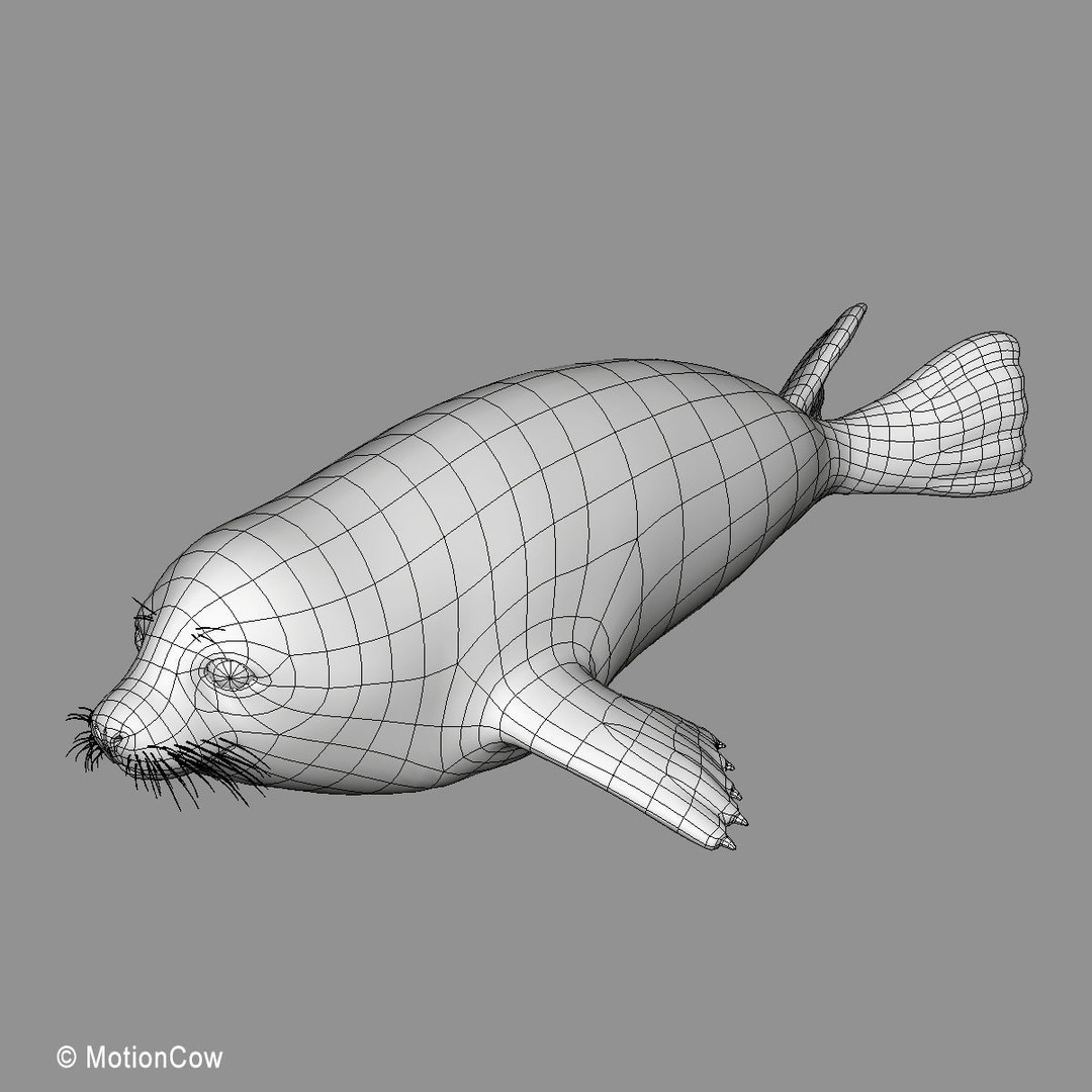 Harp Seal Pup 3D Model – Realistic Rigged Character, FBX - View 26