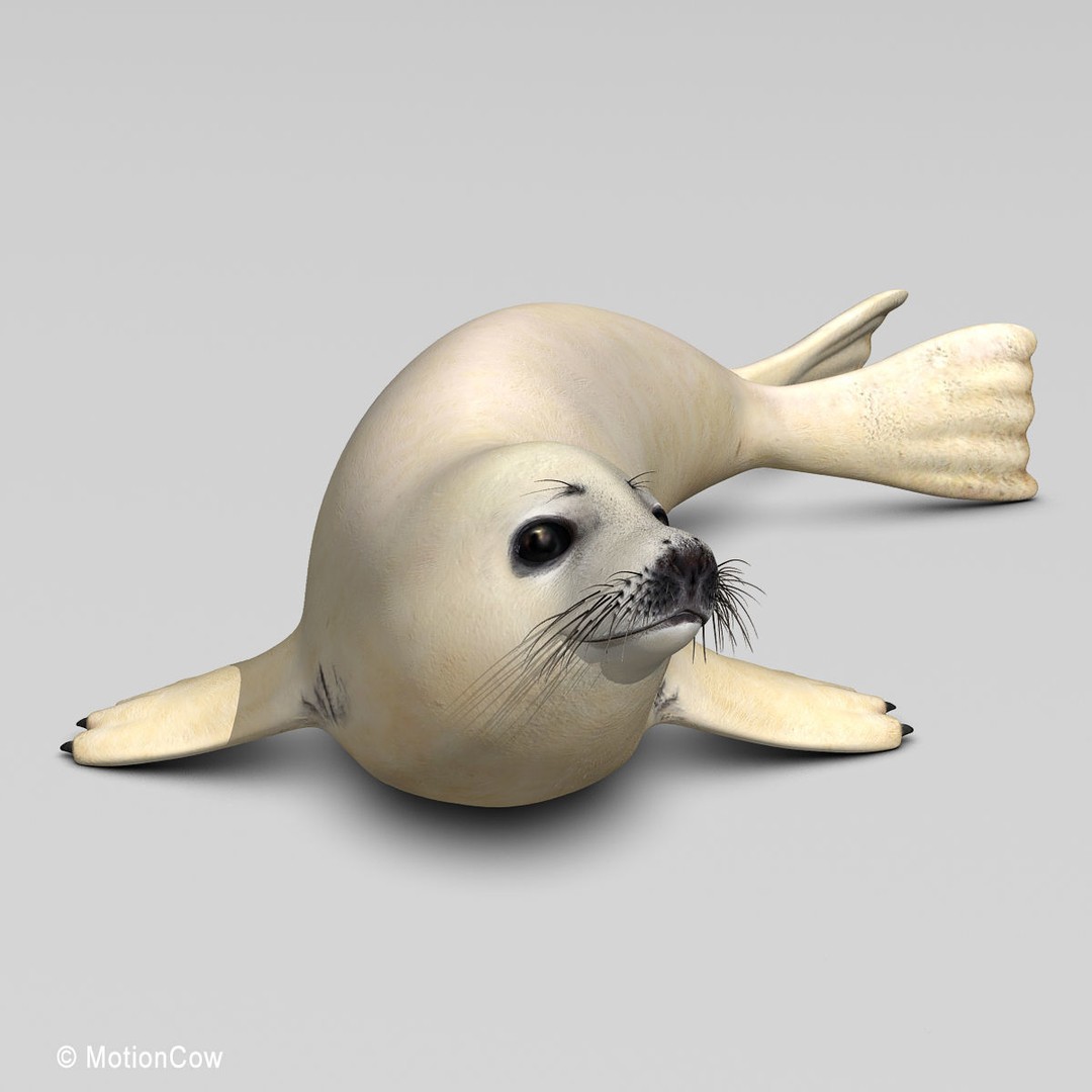 Harp Seal Pup 3D Model – Realistic Rigged Character, FBX - View 3