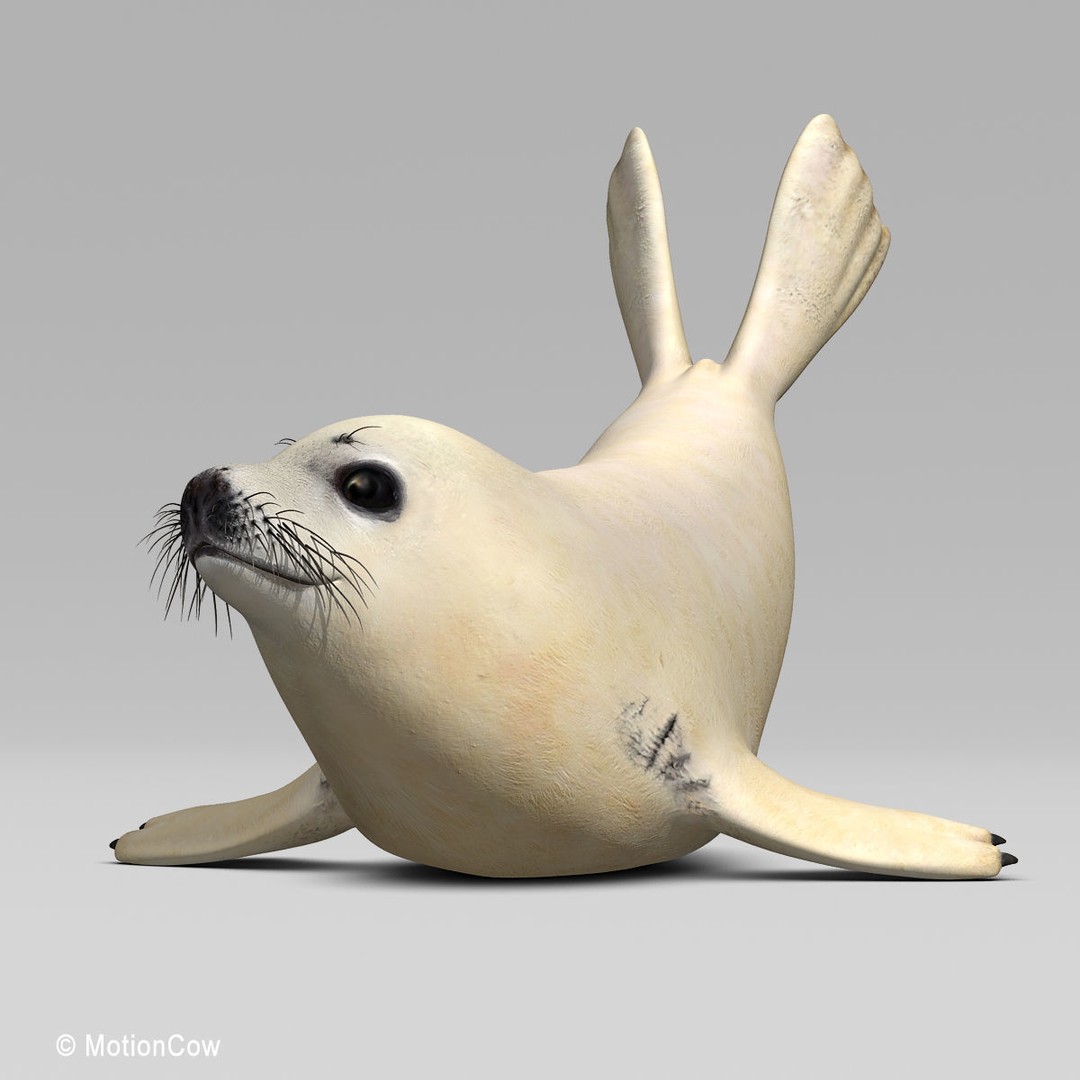 Harp Seal Pup 3D Model – Realistic Rigged Character, FBX - View 4
